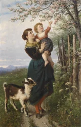 De kersenbloesems
